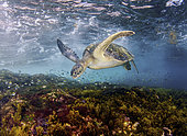 Green Sea Turtle, Chelonia mydas, foraging in the shallows. Sea of Cortez, Mexico, Pacific Ocean.