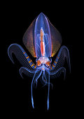 a large 6 inch deep water Diamond Squid, Thysanoteuthis rhombus, makes an appearance during a black water drift dive near the surface in waters 600 feet deep, Palm Beach, Florida, U.S.A. Atlantic Ocean.