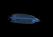 Deep water Dragonfish, Bathophilus larva. Family Melanostomiidae. Photographed at night during a black water drift dive at 90 feet with the bottom over 600 feet below, Palm Beach, Florida, U.S.A. Atlantic Ocean.