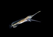 1 cm long larval Swordfish, Xiphias gladius photographed yawning during a Blackwater drift dive in open ocean at 40 feet with bottom at 600 plus feet below. Palm Beach, Florida, U.S.A. Atlantic Ocean
