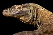 Komodo dragon (Varanus komodoensis)