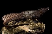 Amboina sail-finned lizard (Hydrosaurus amboinensis)