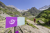 Reflection of Sirac (3441m) on a peat bog, La Chapelle-en-Valgaudemar, Ecrins National Park, Hautes-Alpes, France