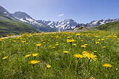 Salsify (Tragopogon pratensis) in bloom, the Sirac (3441m) and on the left the peak Jocelme (3458m), La Chapelle-en-Valgaudemar, Ecrins National Park, Hautes-Alpes, France