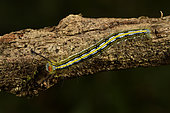 Moth larvae, Caterpillar (Lymantriinae sp) on a branch, Andasibe (Périnet), Alaotra-Mangoro Region, Madagascar