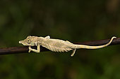 Nose-horned chameleon (Calumma nasutum complex on a branch, Andasibe (Périnet), Alaotra-Mangoro Region, Madagascar