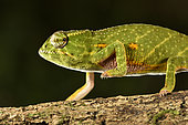 Canopy chameleon, Wills' chameleon (Furcifer willsii) on a branch, Andasibe (Périnet), Alaotra-Mangoro Region, Madagascar