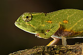 Canopy chameleon, Wills' chameleon (Furcifer willsii) on a branch, Andasibe (Périnet), Alaotra-Mangoro Region, Madagascar