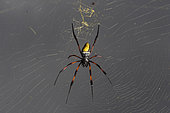 Golden Orb-web spider (Nephila inaurata madagascariensis) female on her web, Andasibe (Périnet), Alaotra-Mangoro Region, Madagascar