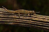 Lance-nosed chameleon (Calumma gallus) on a branch, Andasibe (Périnet), Alaotra-Mangoro Region, Madagascar