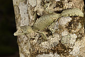 Mossy leaf-tailed gecko (Uroplatus sikorae) on a trunk in forest, Andasibe (Périnet), Alaotra-Mangoro Region, Madagascar