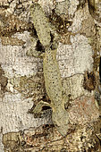 Mossy leaf-tailed gecko (Uroplatus sikorae) on a trunk in forest, Andasibe (Périnet), Alaotra-Mangoro Region, Madagascar