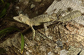 Mossy leaf-tailed gecko (Uroplatus sikorae) on a trunk in forest, Andasibe (Périnet), Alaotra-Mangoro Region, Madagascar
