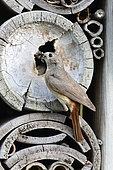 Common Redstart (Phoenicurus phoenicurus) female at nest in an insect shelter