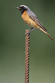 Common Redstart (Phoenicurus phoenicurus) male on a stake