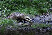 Eurasian Badger ( Meles Meles) drinking, Forest of Compiegne, Oise, France