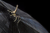 Tree Stump Orb Weaver spider on web (Singapore)