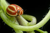 Mating Colorful Pill-like planthopper (Singapore)