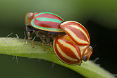 Cicadelle (Hemisphaerius sp), Singapour