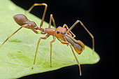 Jumping Spider (Myrmaplata plataleoides) mimicking Weaver ant (Singapore)