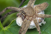 Huntsman spider with hatching egg sac (Singapore)