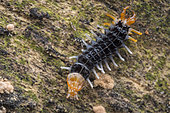 Net-winged beetle larva (Lycidae sp) mimicking a Centipede (Singapore)