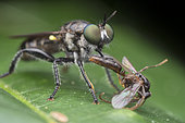 Green eyed robberfly with wing ant prey (Singapore)