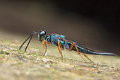 Eupelmid wasp using her antenna to sense for beetle larvae (Singapore)