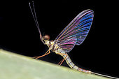 Mayfly with iridescent wing (Malaysia)