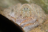 Huntsman spider guarding her eggs sac (Malaysia)