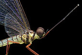 Closeup of a Mayfly (Malaysia)
