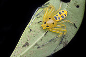 Adult Female Eight-spotted crab-spider (Singapore)
