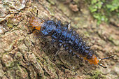 Blue ground beetle larva hunting on tree trunk (Singapore)