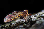Backlit shot of a Berbid planthopper (Singapore)