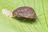 Shield bug laying eggs (Singapore)
