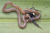 Terrestrial ribbon worm eating a jumping spider (Singapore)