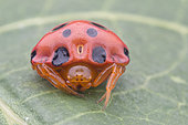 This spider mimics a ladybird as the ladybird is usually unpalatable to predators, and potential predators would associate the bright red colours to the bad eating experience. (Singapore)