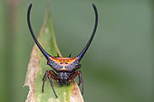 Macracantha arcuata (long-horned orb-weaver or curved spiny spider) is a species of orb-weaver spider in the genus Macracantha.[1] Females possess a pair of extremely long, curved spines on the abdomen and are often brightly colored (Malaysia)