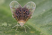 Portrait of a derbid planthopper (Malaysia)