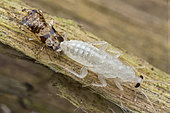 Moulting forest cockroach (Singapore)