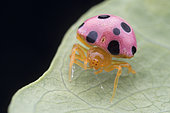 This spider mimics a ladybird as the ladybird is usually unpalatable to predators, and potential predators would associate the bright red colours to the bad eating experience. (Singapore)