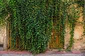 Vegetation of the city by micro-flowering, Trailing Abutilon (Abutilon megapotanicum), district of the shield, street Roucher, Montpellier, France. As part of "Montpellier Cité Jardins", the City of Montpellier is setting up a "Vegetation Permit"