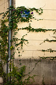 Vegetation of the city by micro-flowering, Ipomée (Opomoea volubilis), Arceaux District, Gustave Street, Montpellier, France. As part of "Montpellier Cité Jardins", the City of Montpellier is setting up a "Vegetation Permit"