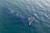 Aerial view of a Bowhead whale, (Balaena mysticetus), also known as Greenland right whales, can weigh from 75 to 100 tonnes, swimming in the shallow waters in Vrangel Bay of the Sea of Okhotsk, eastern Russia.