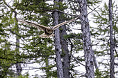 Rough-legged Hawk, (buteo lagopus), flying in the forest, Vrangel Bay of the Sea of Okhotsk, eastern Russia.