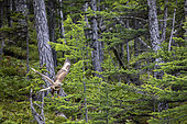 Rough-legged Hawk, (buteo lagopus), flying in the forest, Vrangel Bay of the Sea of Okhotsk, eastern Russia.