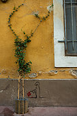 Vegetation of the city by micro-flowering, Confederate jasmine (Trachelospermum jasminoides), Mediterranean district, Montpellier, France In the framework of "Montpellier Cité Jardins", the City of Montpellier sets up a "Permis to vegetate »