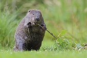 European beaver (Castor fiber) stands upright with aspen branch, Tyrol, Austria, Europe