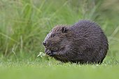 European beaver (Castor fiber) eats leaves of aspen tree, Tyrol, Austria, Europe