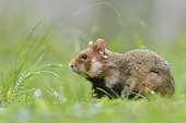 European hamster (Cricetus cricetus), young animal in meadow, Austria, Europe